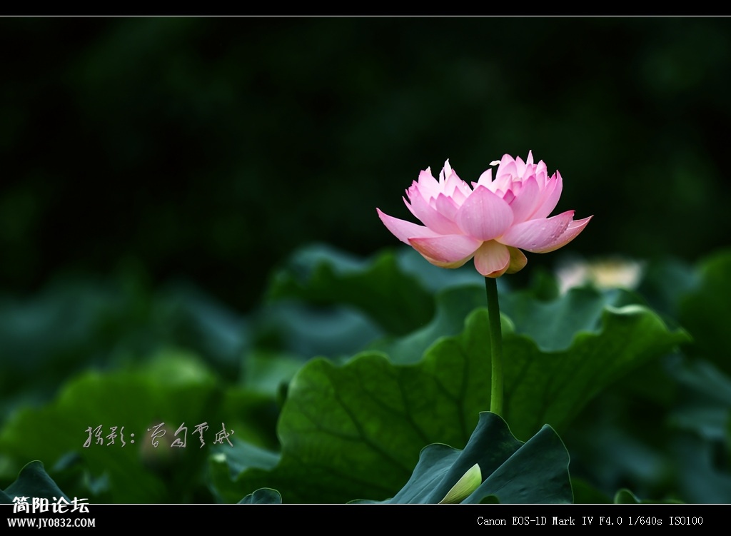 BG6C3454.jpg