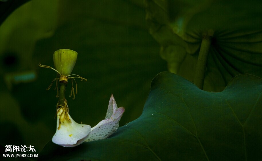 荷花1-wl.jpg