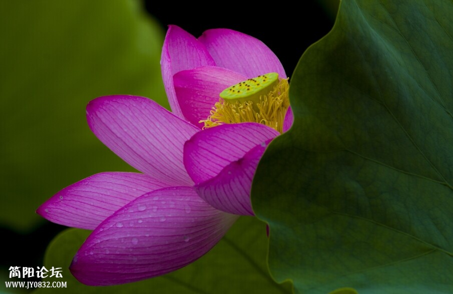 荷花7-wl.jpg