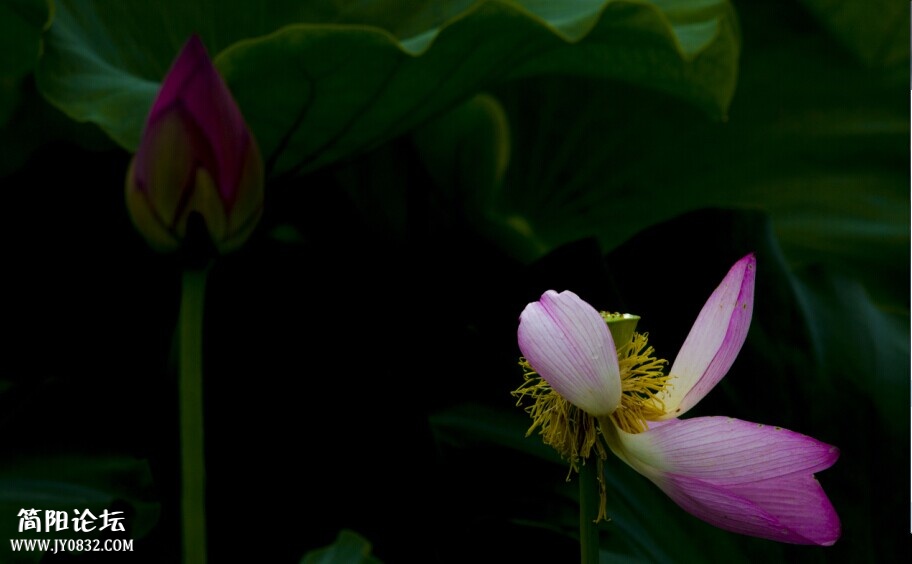 荷花8-wl.jpg