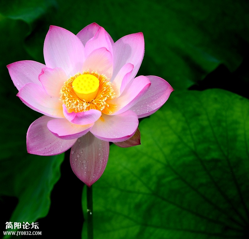 DSC_3492.jpg