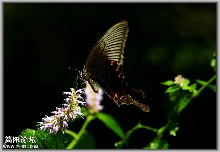 DSC_7441.jpg