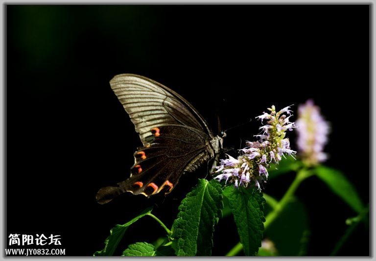 DSC_7449.jpg