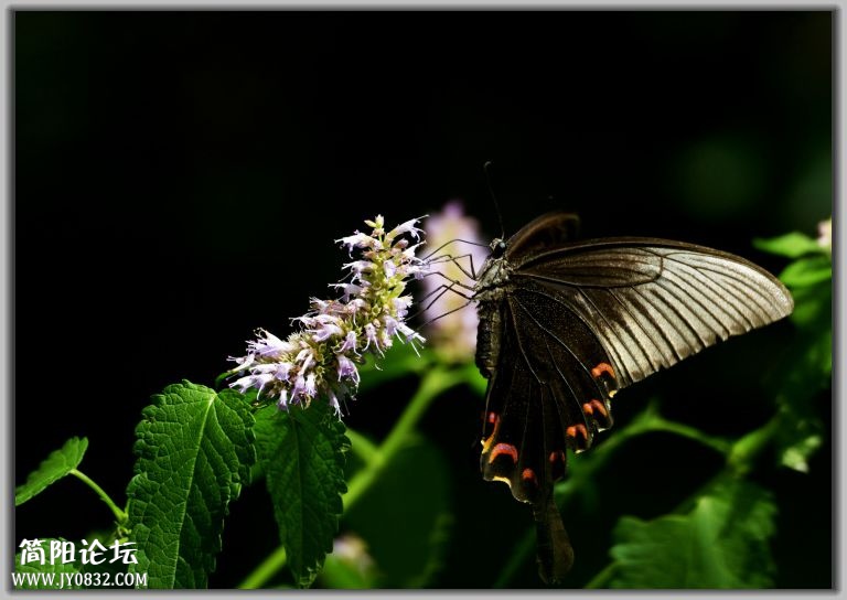 DSC_7450.jpg