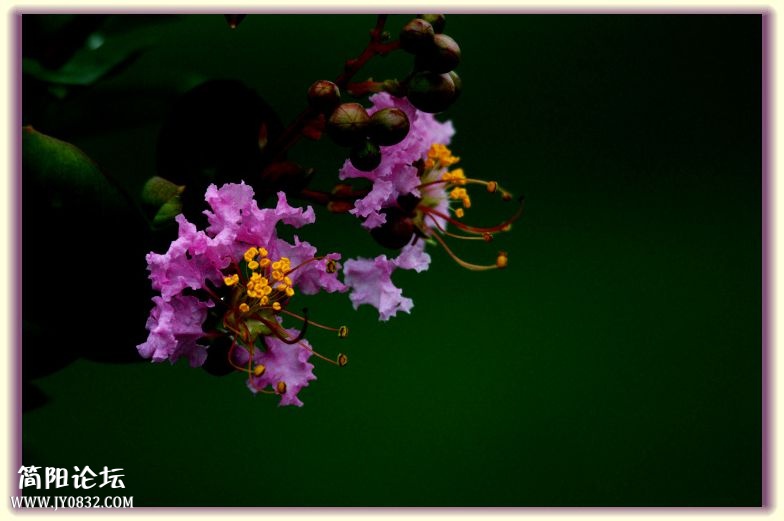 DSC_7598.jpg