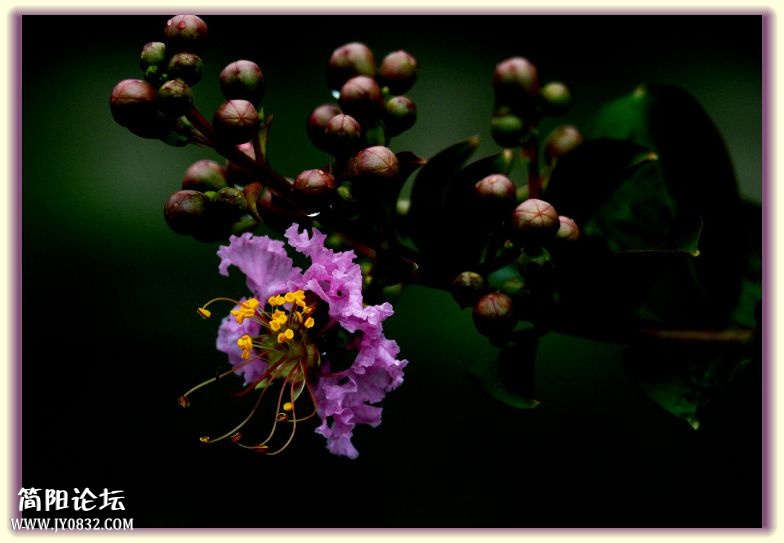 DSC_7631.jpg