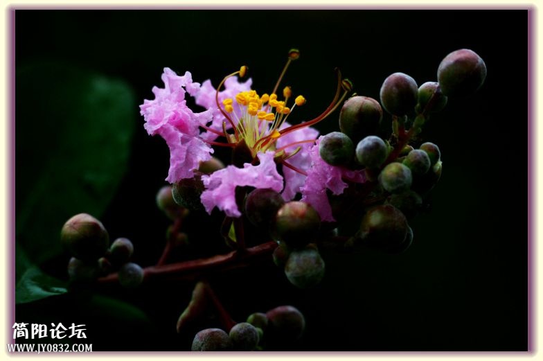DSC_7638.jpg