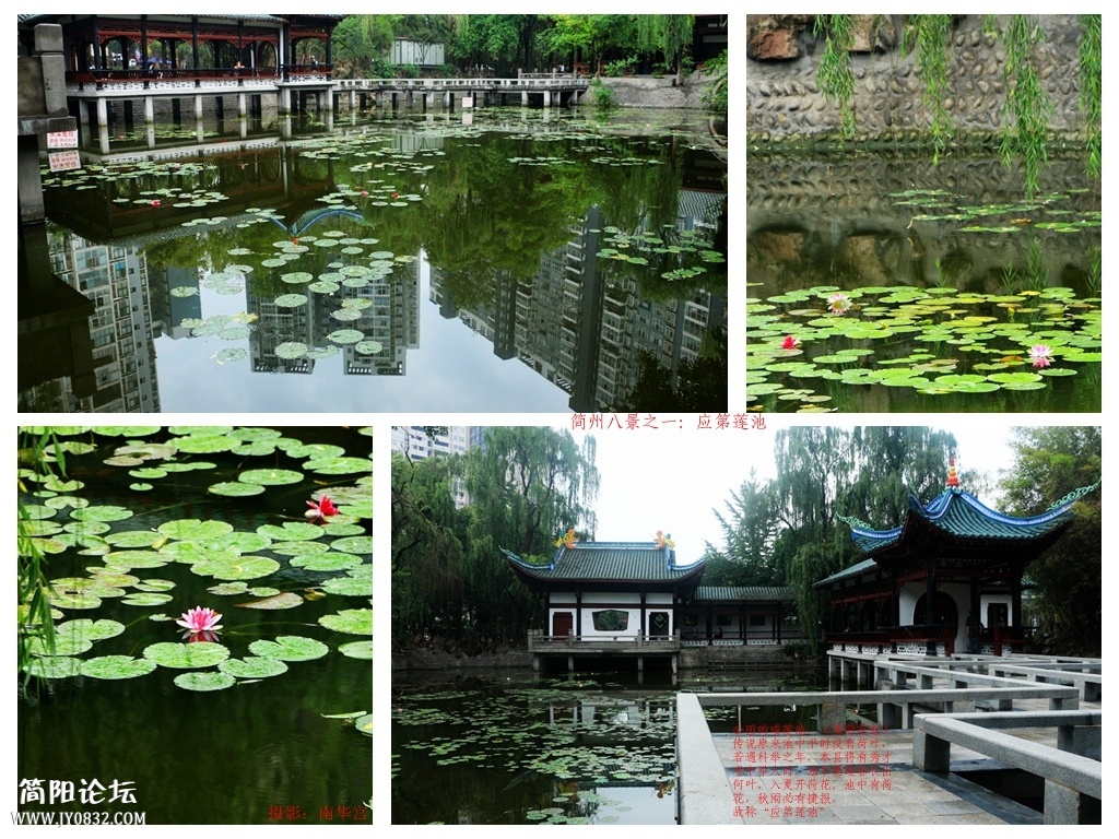 应第莲池.jpg