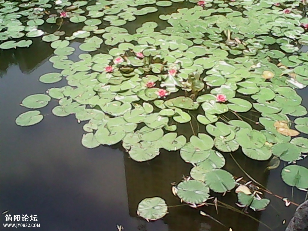 IMG_20140716_131313.jpg