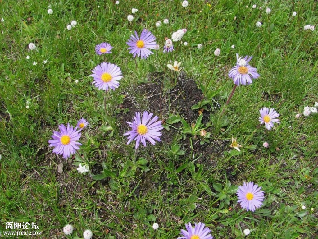 鲜花长在牛粪上.JPG