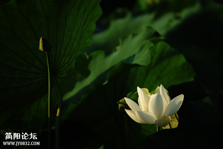 白荷花 (4).jpg