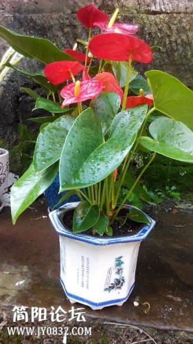 IMG20140725115447.jpg