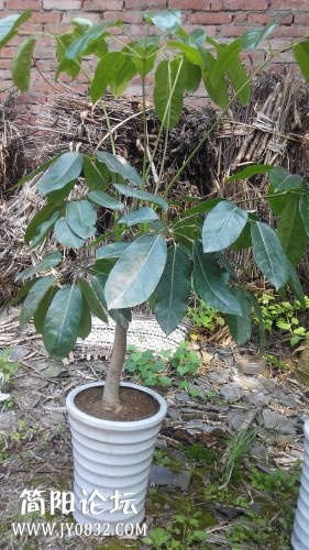 IMG20140725115512.jpg