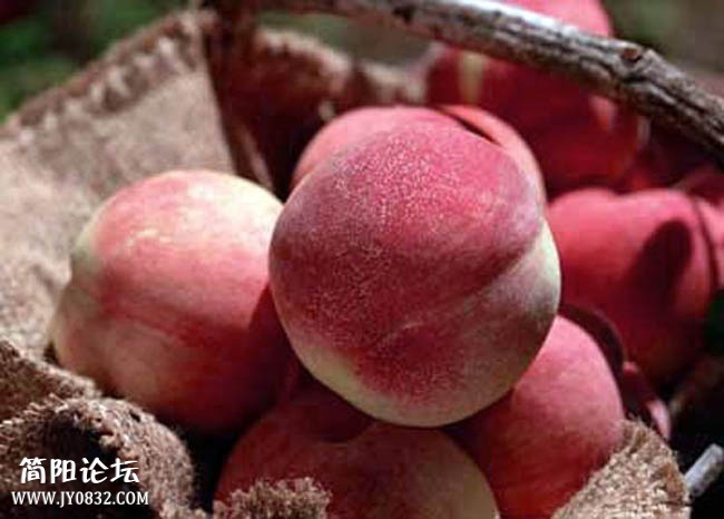 白桃苗2.jpg