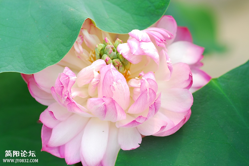 DSC_0311副本.jpg
