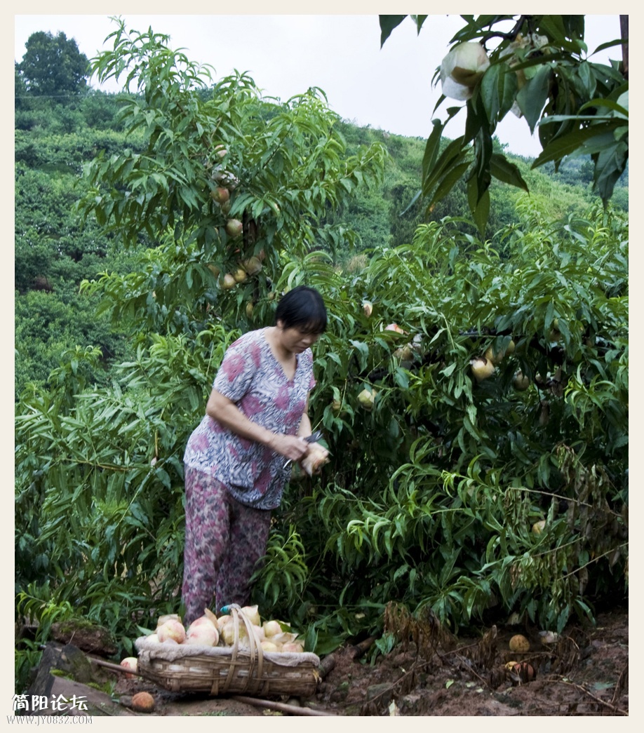菠萝村蜜桃 (1).JPG