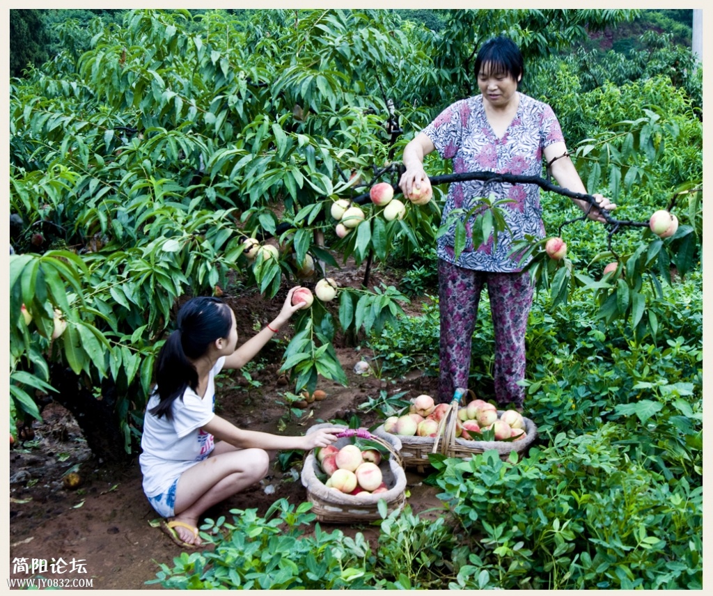 菠萝村蜜桃 (4).JPG