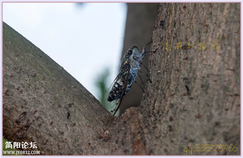 “DSC_7248”为智能对象-1_副本.jpg