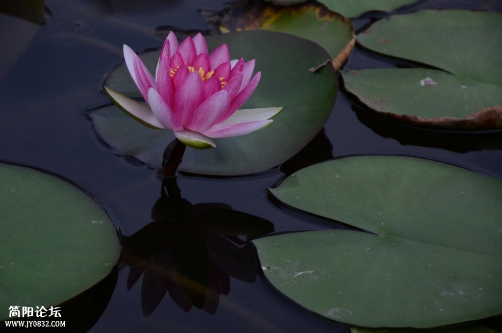 DSC_7447.jpg