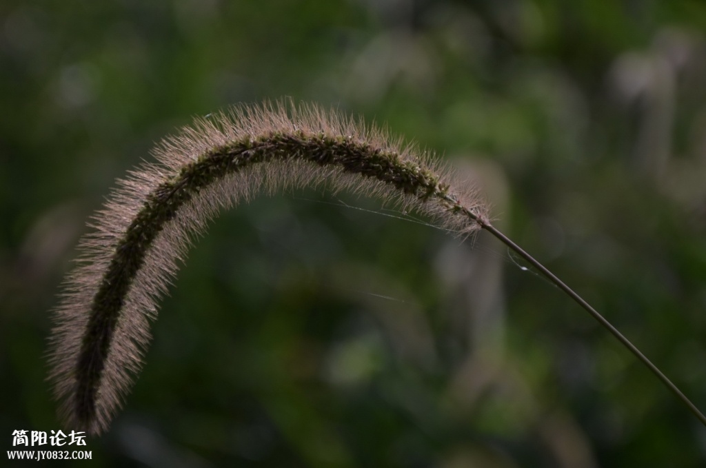 DSC_7563.jpg