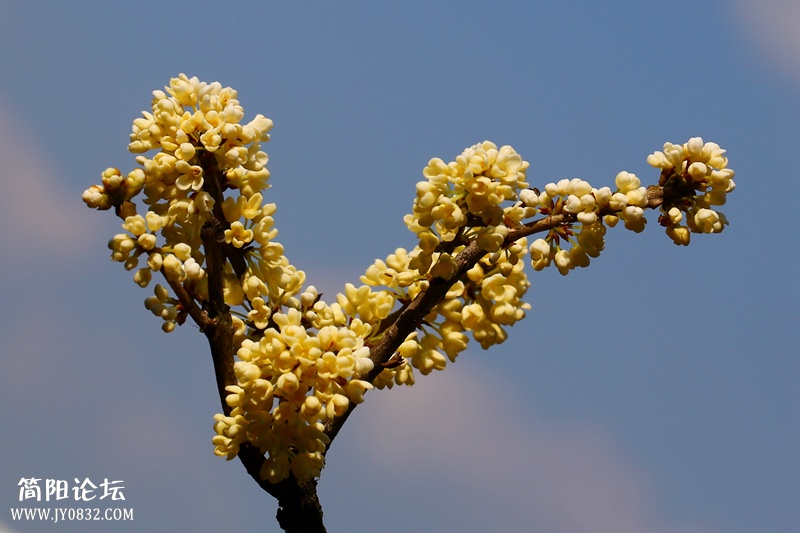 桂花3.jpg
