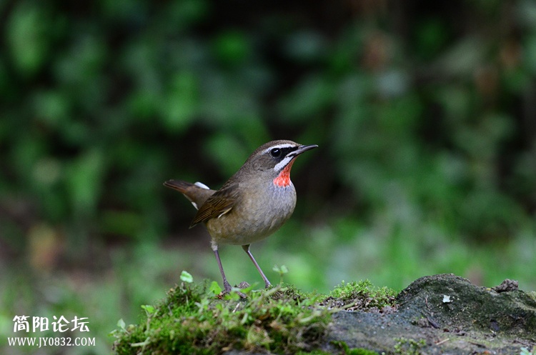 DSC_5686_副本.jpg