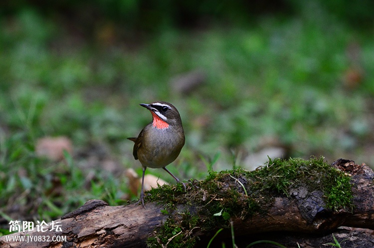 DSC_5726_副本.jpg