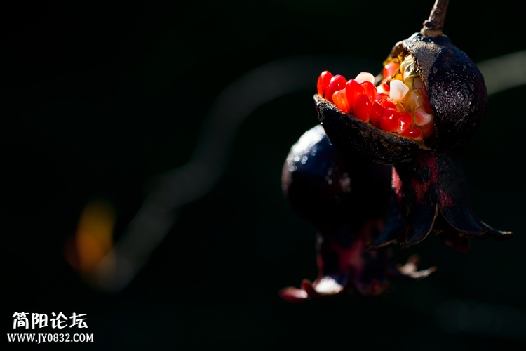 DSC_0438_副本.jpg