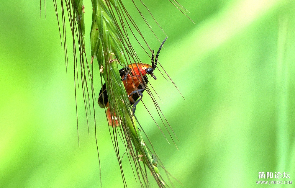 P1310867_副本.jpg1.jpg