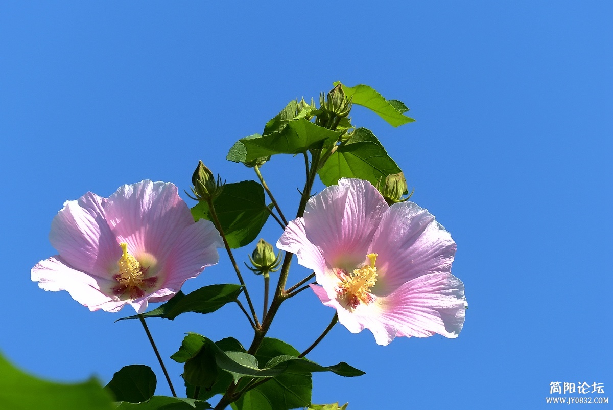 P1490941_副本.jpg1.jpg