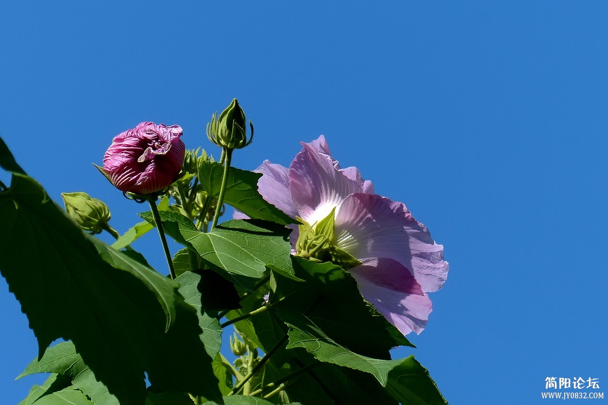 P1500312_副本.jpg1.jpg
