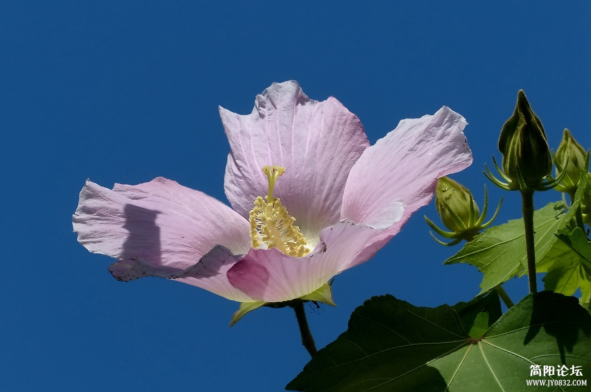 P1500320_副本.jpg1.jpg