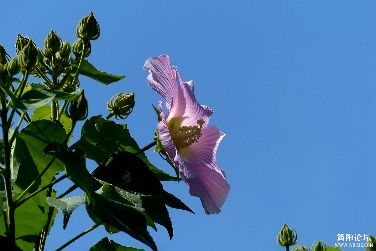 P1500341_副本.jpg1.jpg