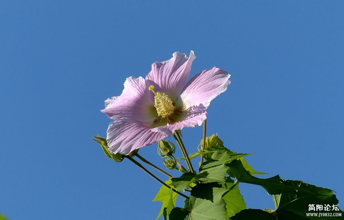P1500344_副本.jpg1.jpg