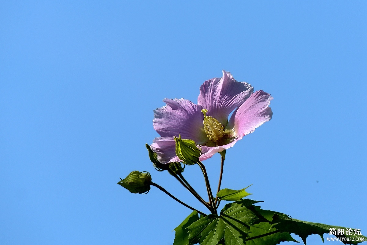 P1500345_副本.jpg1.jpg