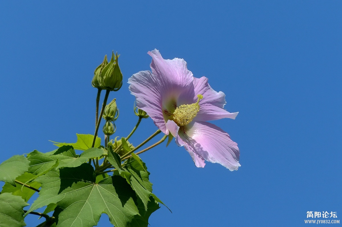 P1500348_副本.jpg1.jpg