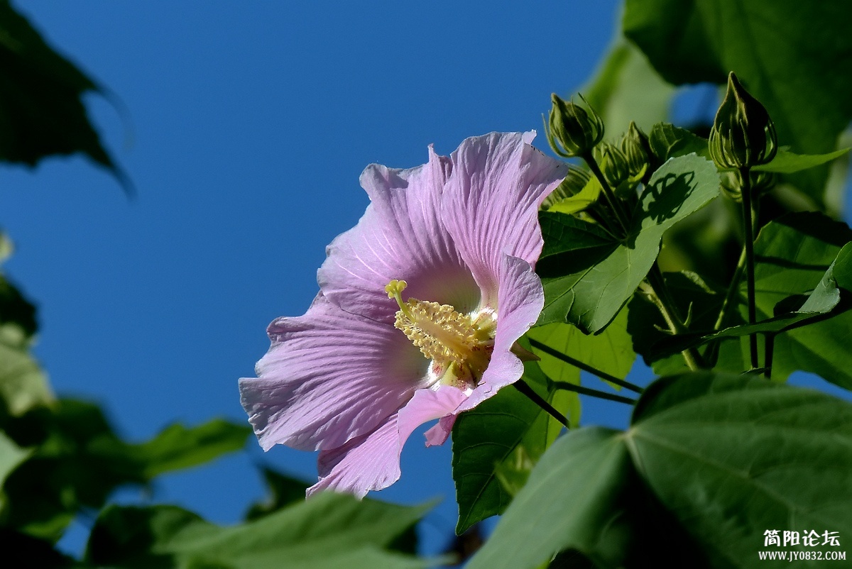 P1500350_副本.jpg1.jpg