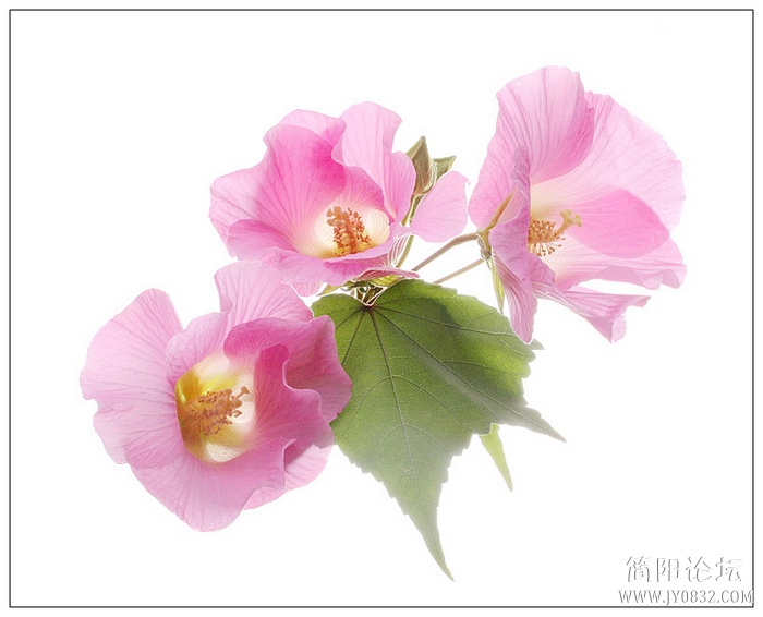 IMG_2623a_副本aa0.jpg