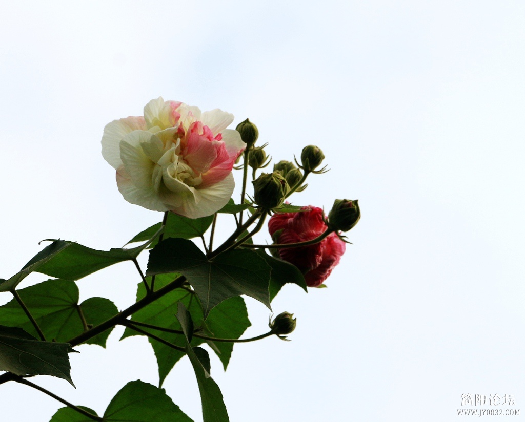 IMG_5198.jpg