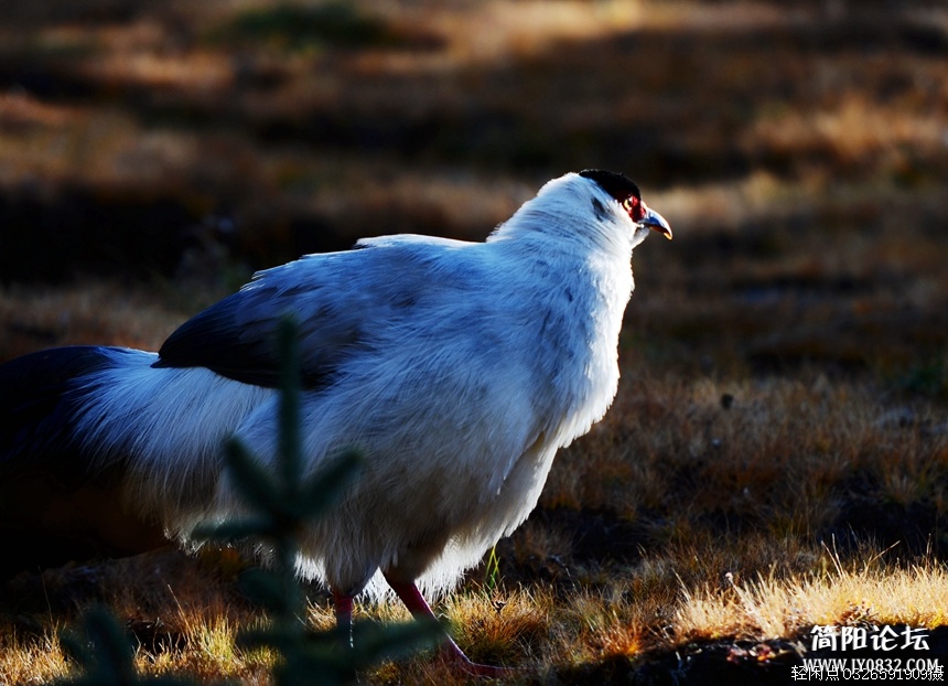 DSC_6244.jpg