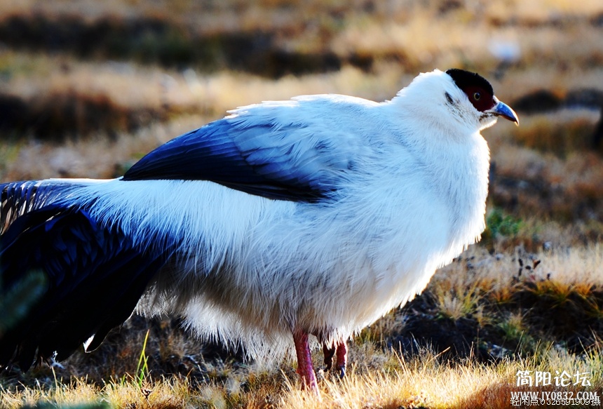DSC_6246.jpg