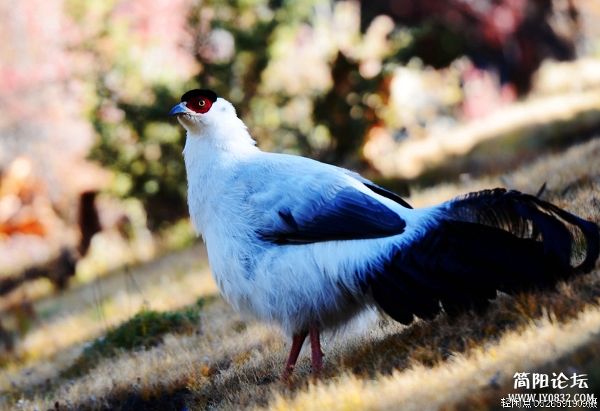 DSC_6262.jpg