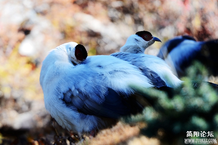 DSC_6266.jpg