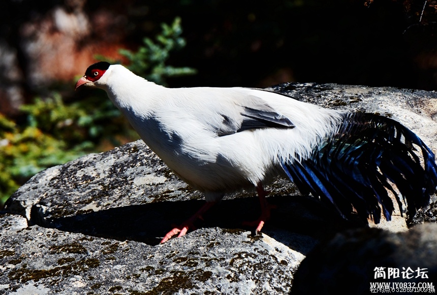 DSC_6287.jpg