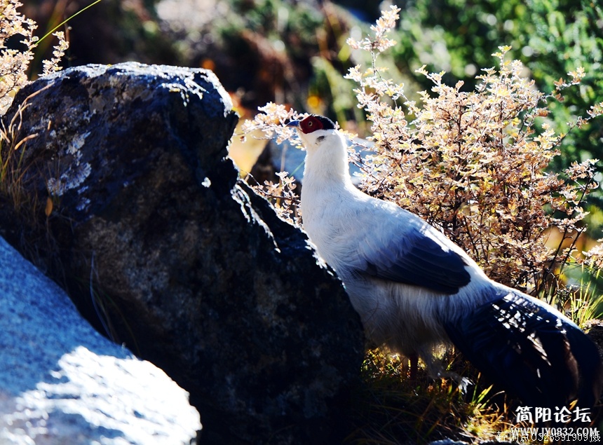 DSC_6293.jpg