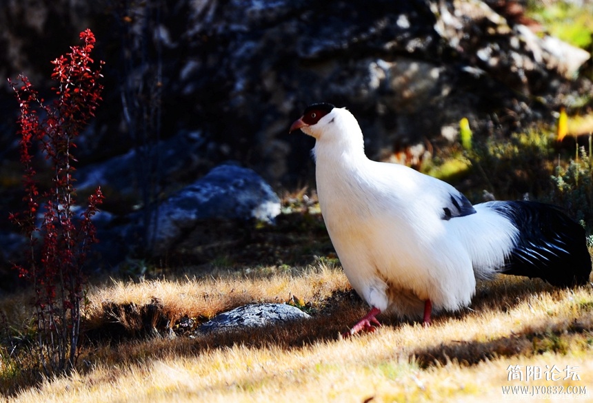 DSC_6363.jpg