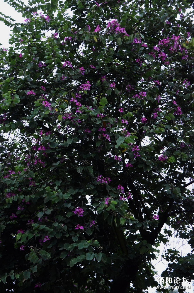 P 01.jpg
