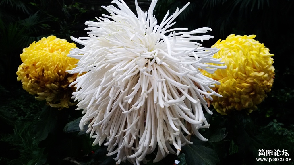 2014-11-0934.jpg