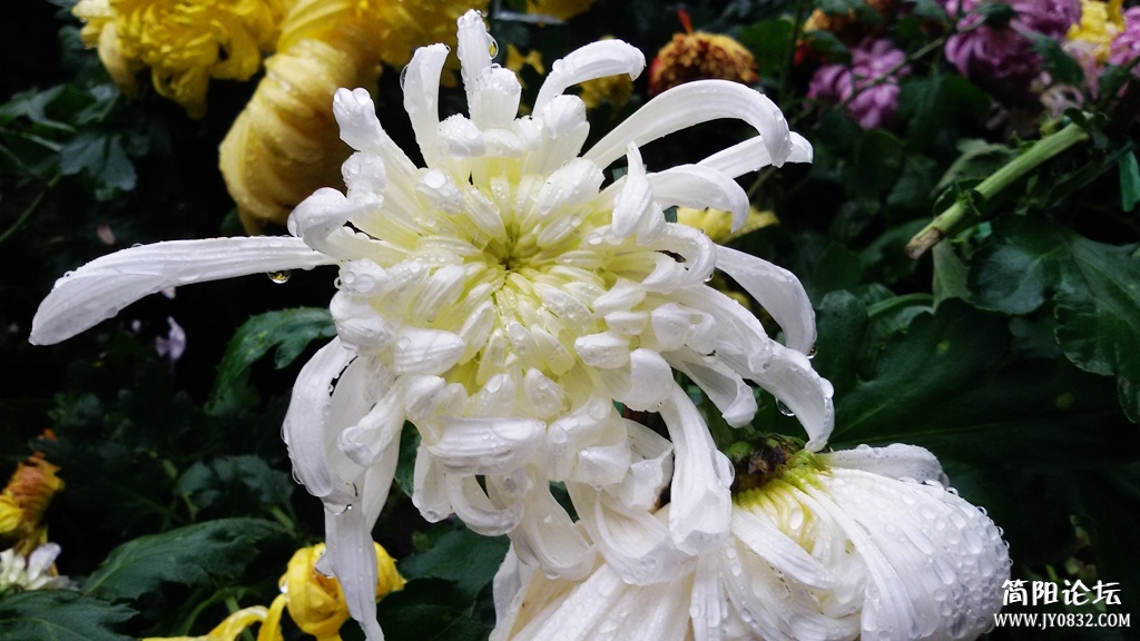 2014-11-0938.jpg