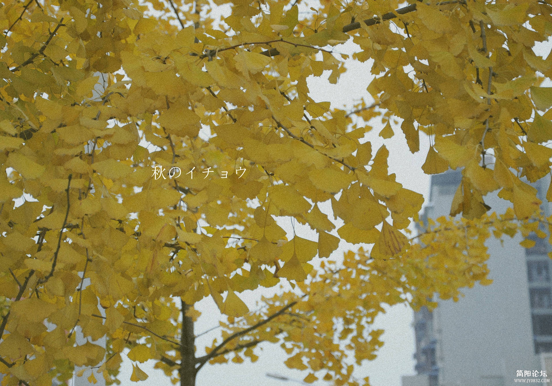 DSC_0024_副本_副本_副本.jpg